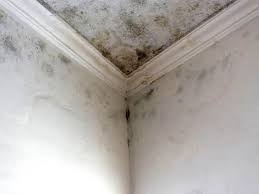 Environmental Consulting for Mold Prevention in Sussex, WI